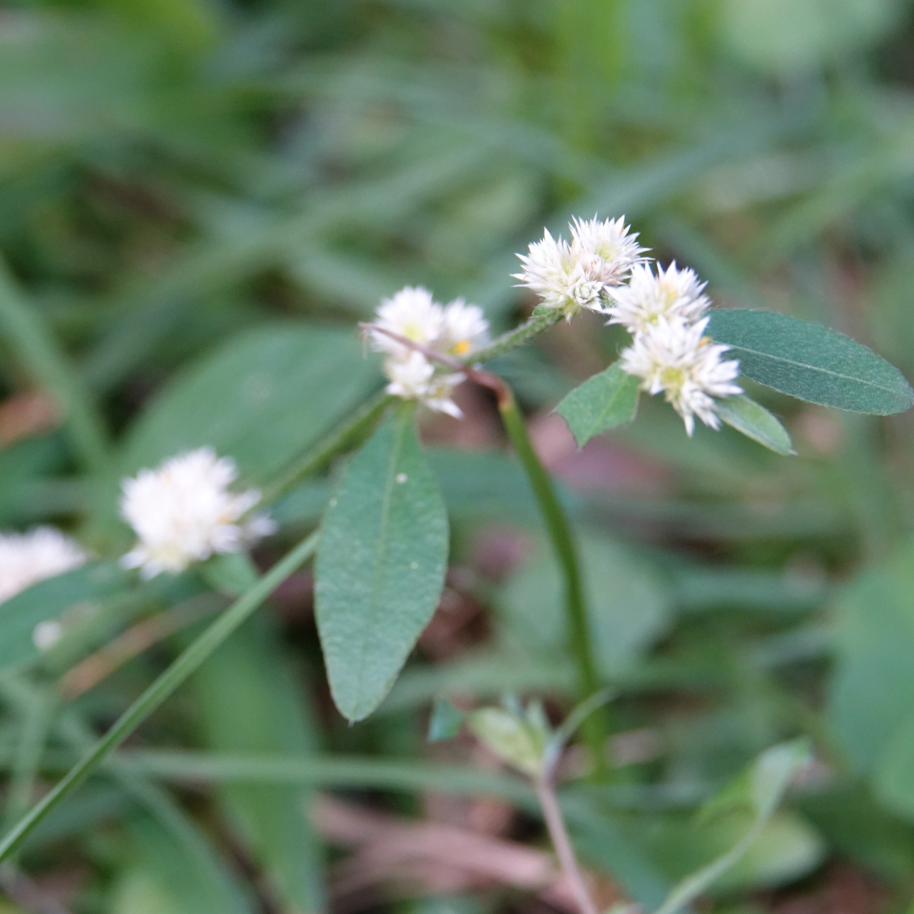 銀膠菊